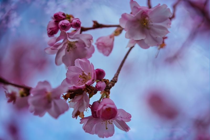 Сакураphoto preview