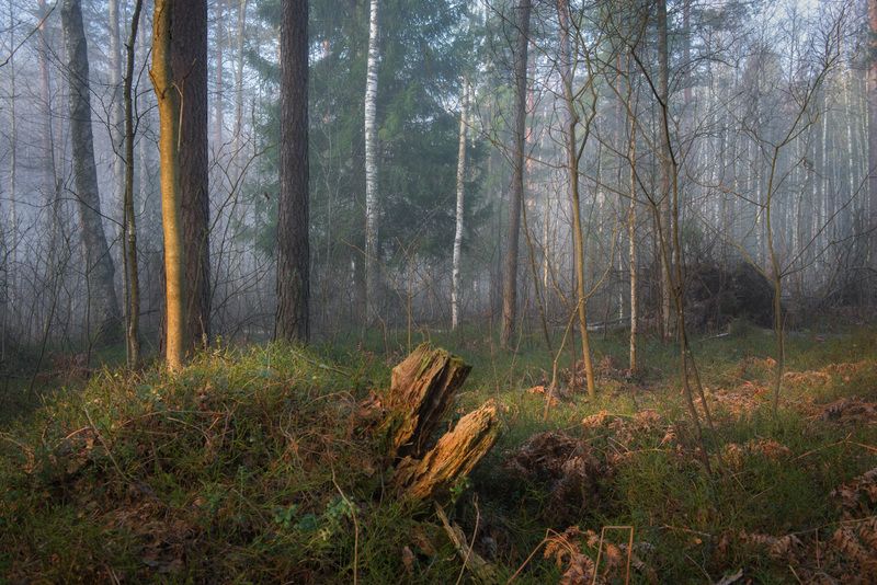 утро туман лес март свет вязниковский район Утренний этюд. Март.photo preview