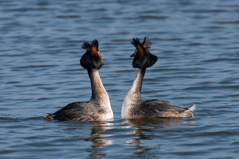 большая поганка, чомга, брачный танец, podiceps cristatus, great crested grebe, breeding season Воображулиphoto preview