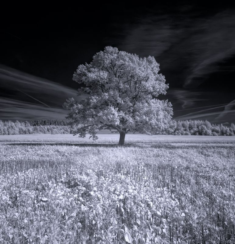 infrared, ик-фото, инфракрасное фото, инфракрасная фотография, пейзаж, осень Под небом осени фото превью