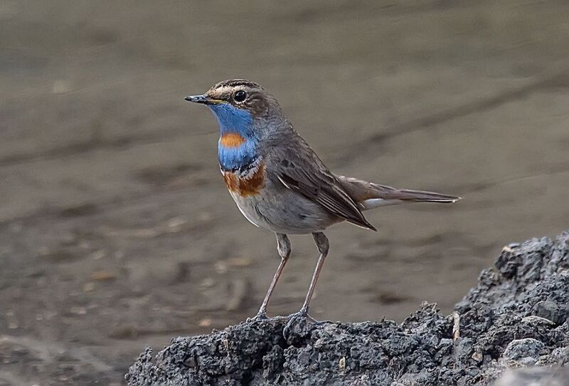 варакушка, кабардино-балкария Варакушкаphoto preview
