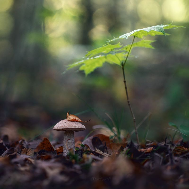 гриб, подберёзовик, лес, осень, клён В осеннем лесуphoto preview