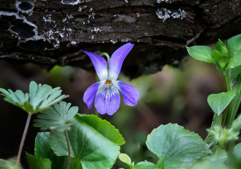 Мелодии крымской весныphoto preview