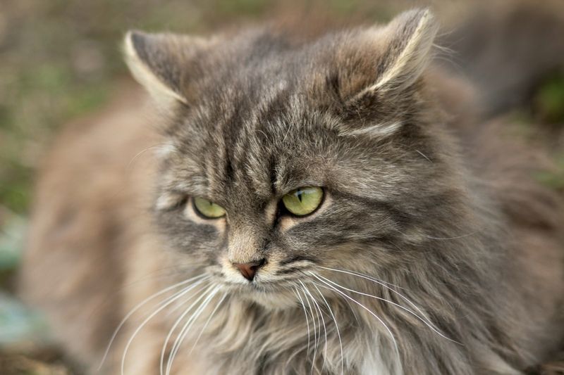 дворовый кот Дикий и симпатичный.photo preview