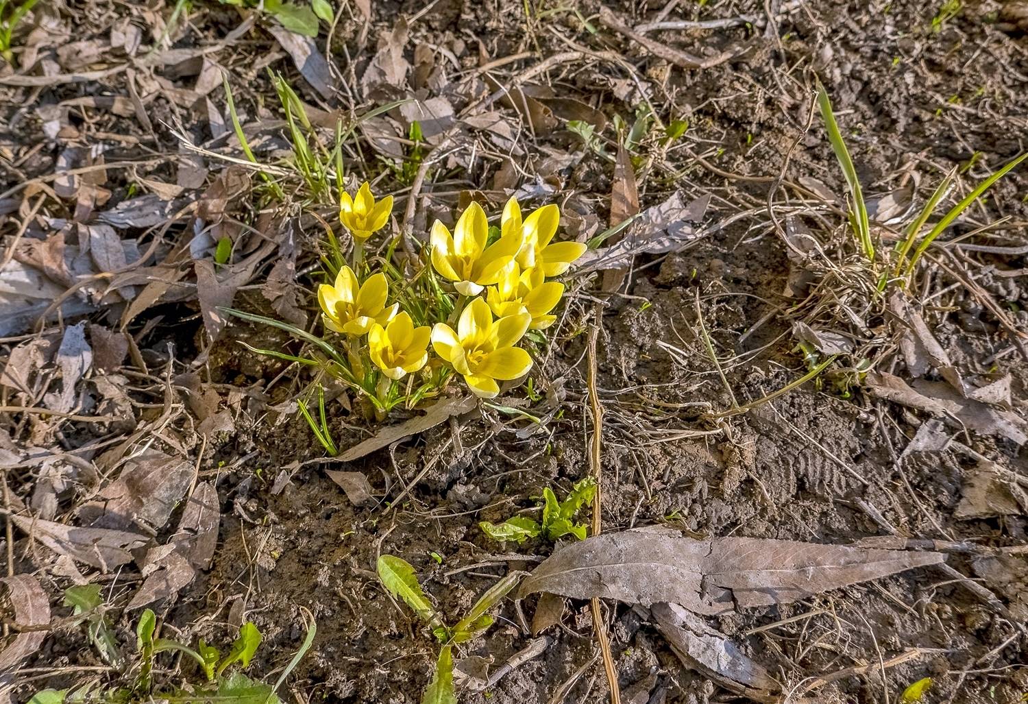 Мартовские. Автор: Валерий , Валерий