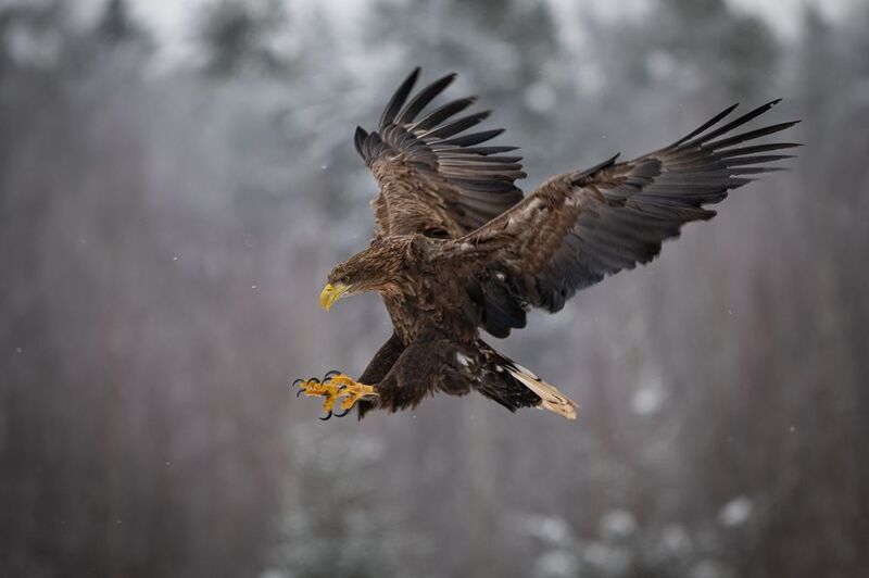 Орлан-белохвост, птица, хищник, полет, размах, крылья, перья, когти Шасси выпустил, к посадке готовphoto preview