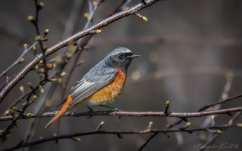 горихвостка, обыкновенная горихвостка, phoenicurus phoenicurus Весенняя горихвосткаphoto preview