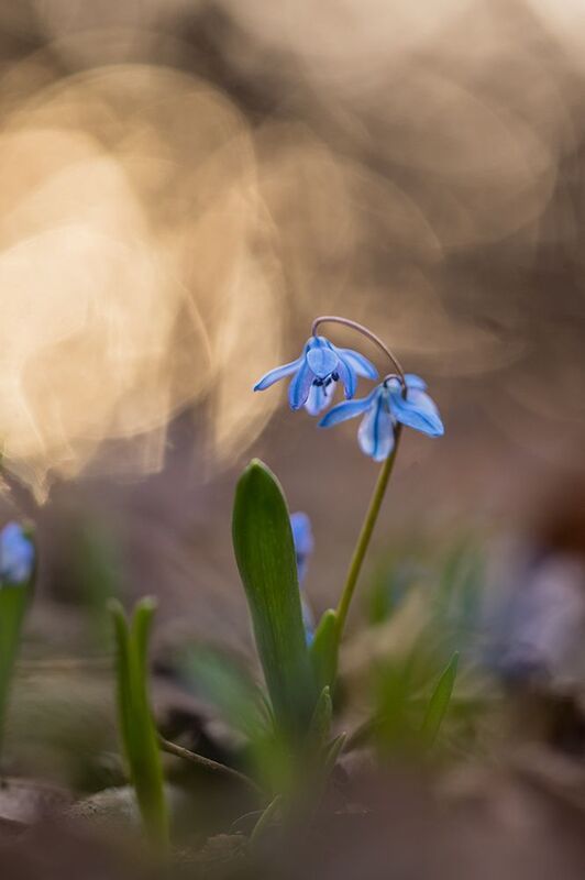 Вечерние пролескиphoto preview