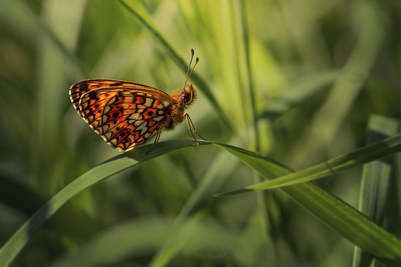 бабочка,перламутровка селена, макро Перламутровка селенаphoto preview