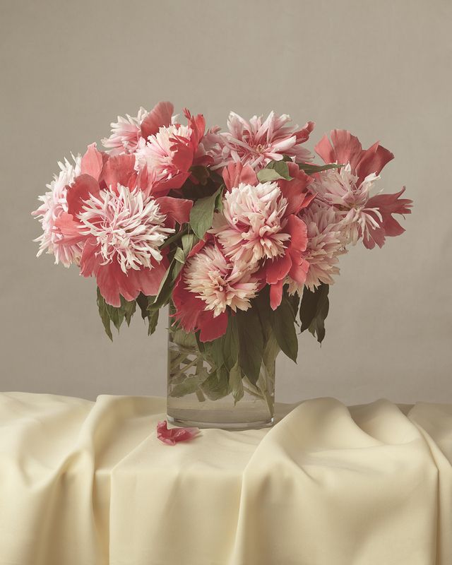 Пионыphoto preview