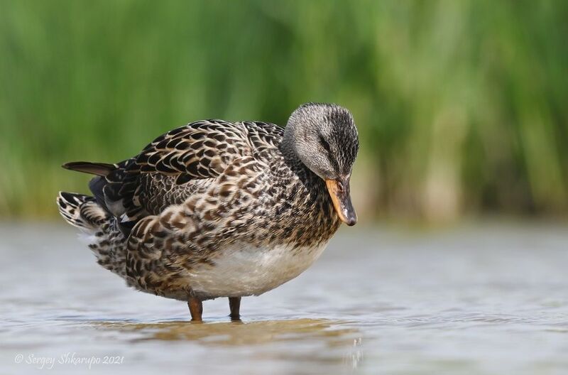 Серая утка Что же там в воде...photo preview
