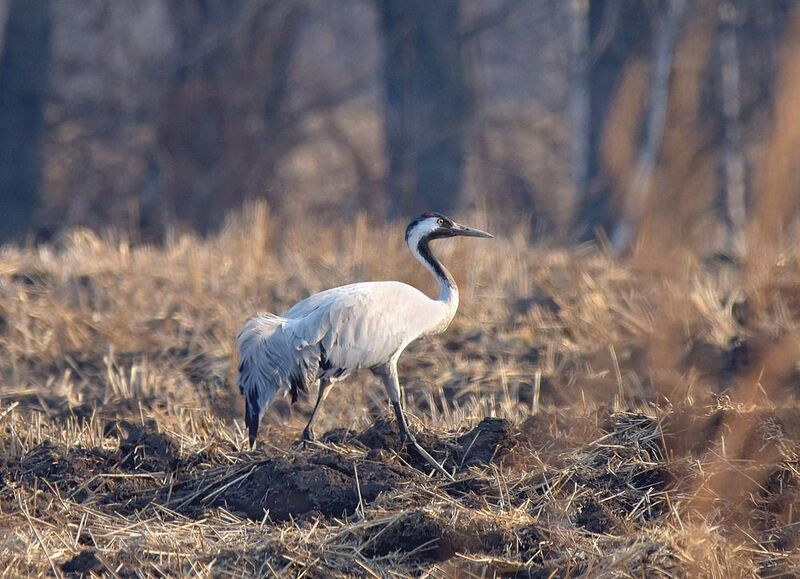 Журавушкаphoto preview