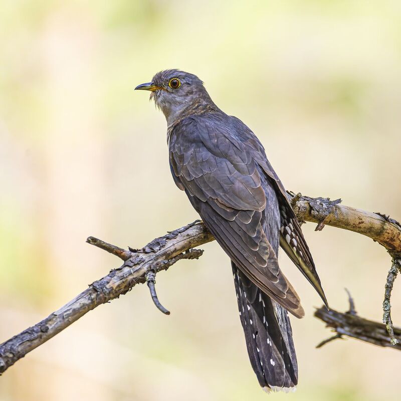 кукушка photo preview