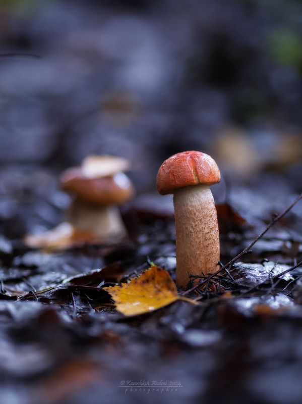 ... урожайный 2024...photo preview