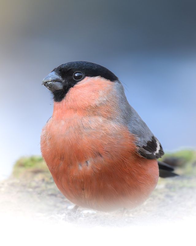 снегирь, птицы, Москва, лес, природа, весна Снегирьphoto preview