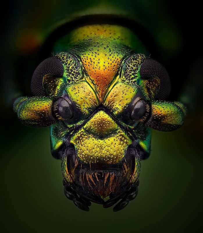 chrysomelidae, sagra femoralis, жук листоед Наблюдательphoto preview