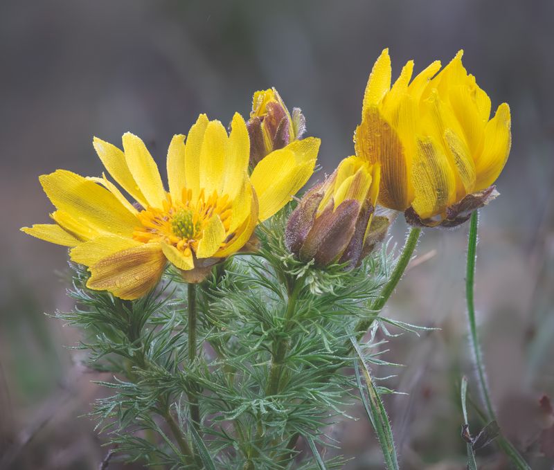 Мелодия крымской весныIIphoto preview