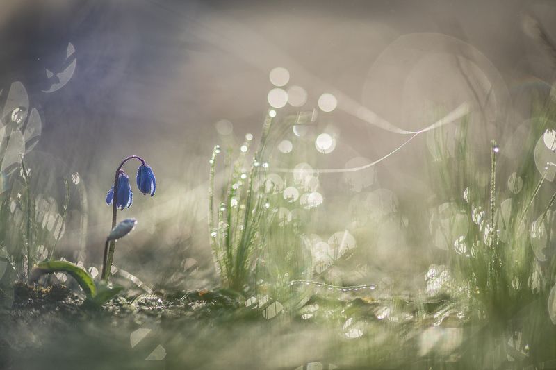 пролеска, первоцвет, весна, свет, цвет, россия, воронеж, геннадий мещеряков, nikon d 850, carl zeiss makro-planar t* 100mm f/2 zf.2 Утро, роса, паутинки...photo preview