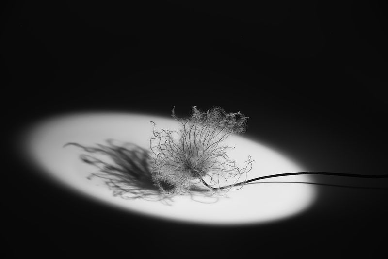 сон-трава, ночь, тень Сон-траваphoto preview