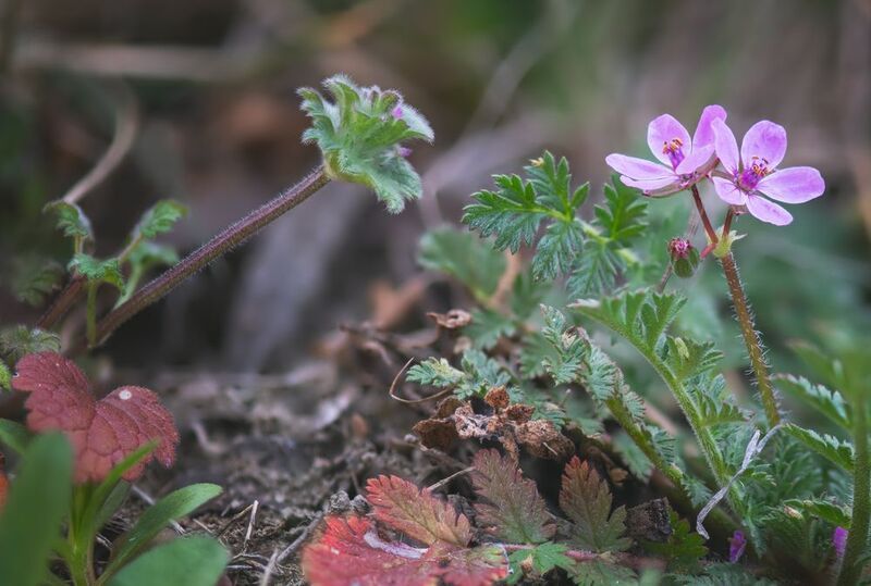 Мелодии крымской весныIIIphoto preview