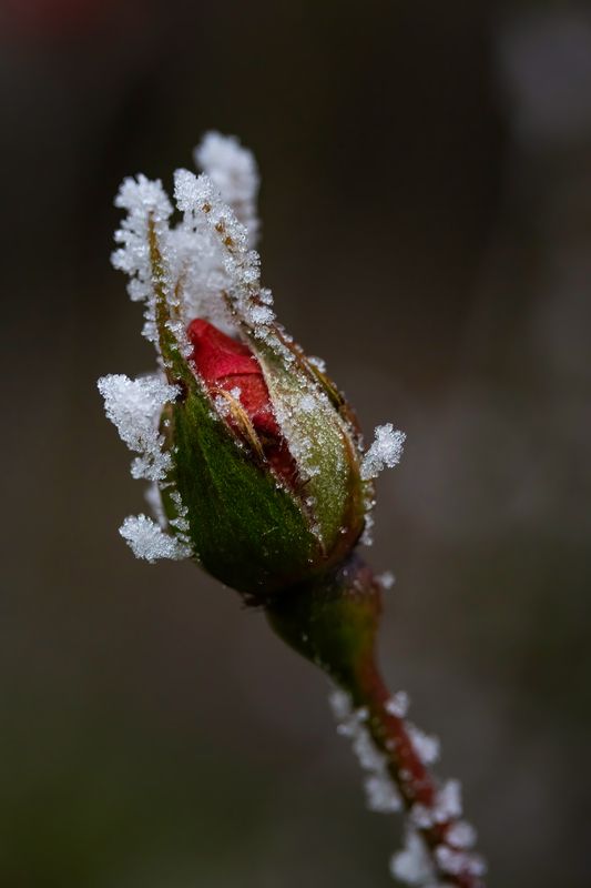 Розаphoto preview