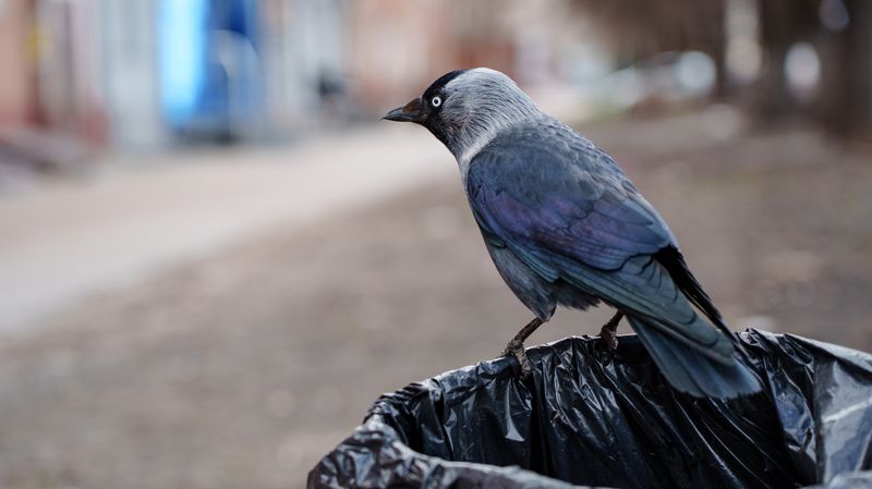 Галкаphoto preview