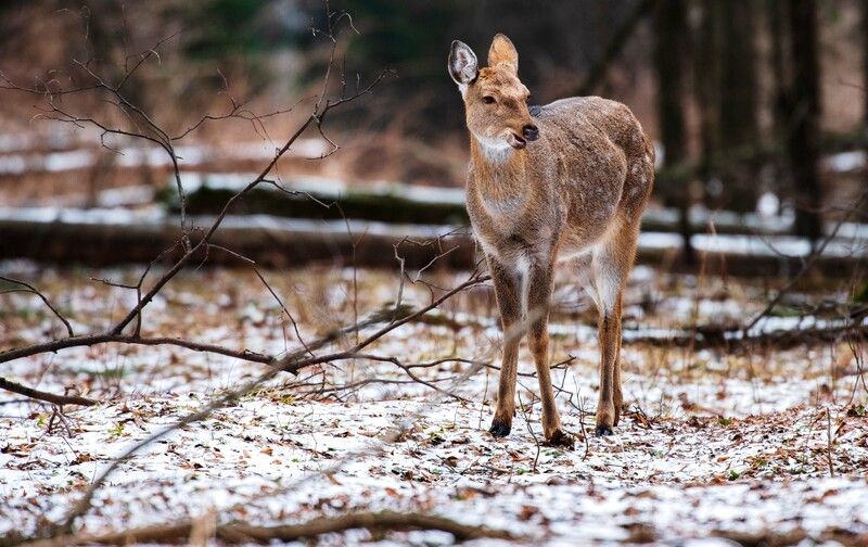 *** фото превью