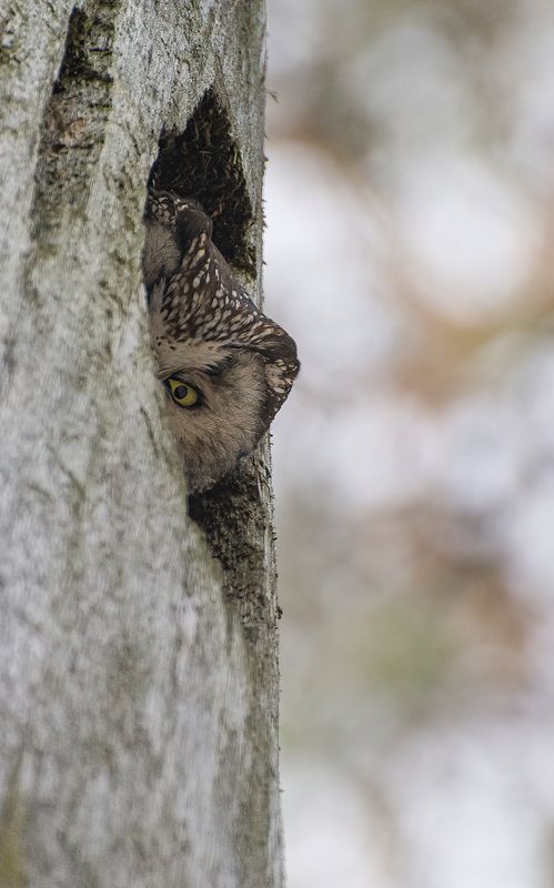 Подсматривает :)photo preview