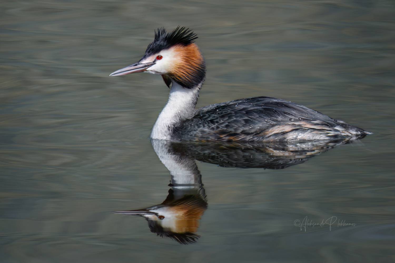 отражение, Плеханов Александр