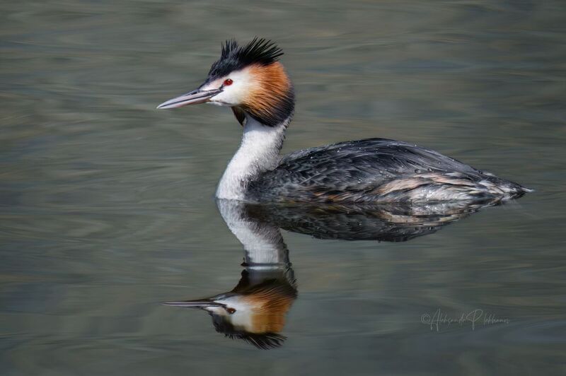 отражение Про отражение в водеphoto preview