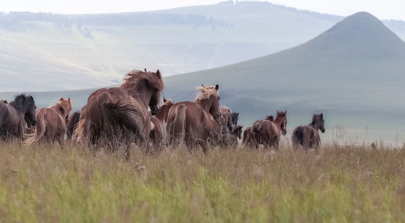 сибирь, лошади, табун, сопки, хакасия, бег лошадей Бегущие по ветруphoto preview
