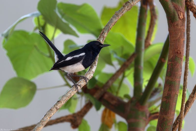 Сорочий шама-дрозд Сорочий шама-дроздphoto preview