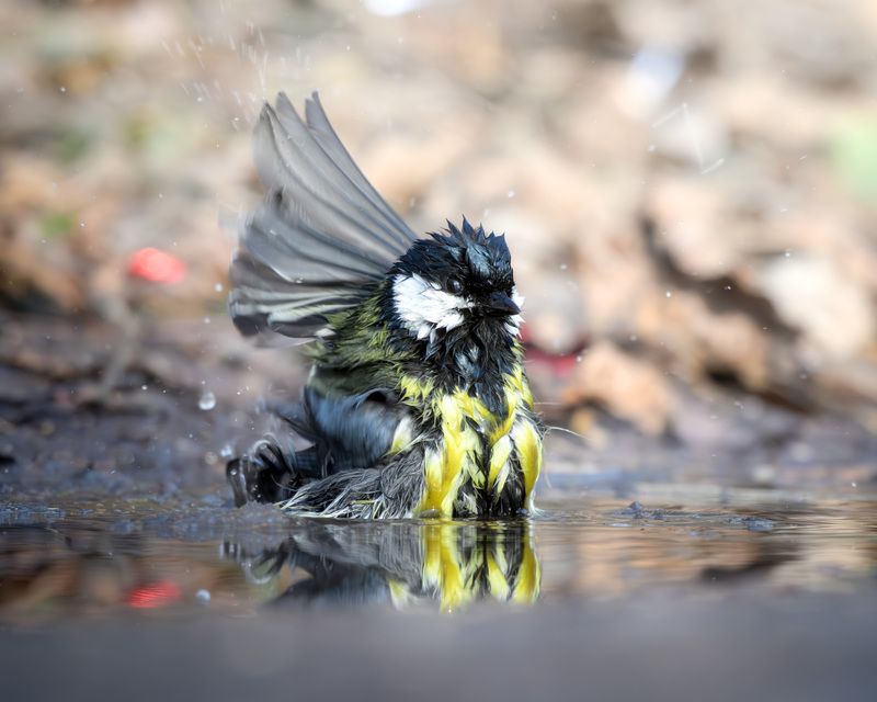 болшая синица, птицы, Москва, лес, природа, весна, вода, лужа, март Большая синица - купаниеphoto preview