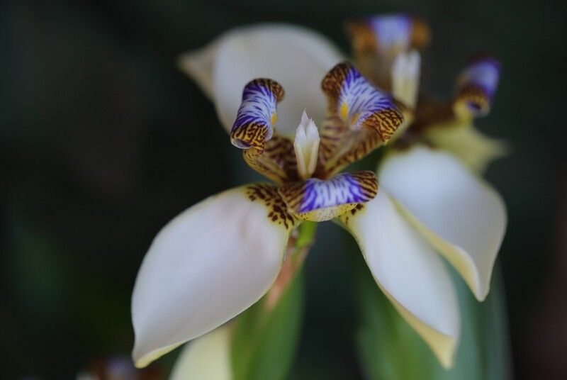 Neomarica gracilis фото превью