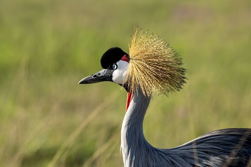 Венценосный журавльphoto preview