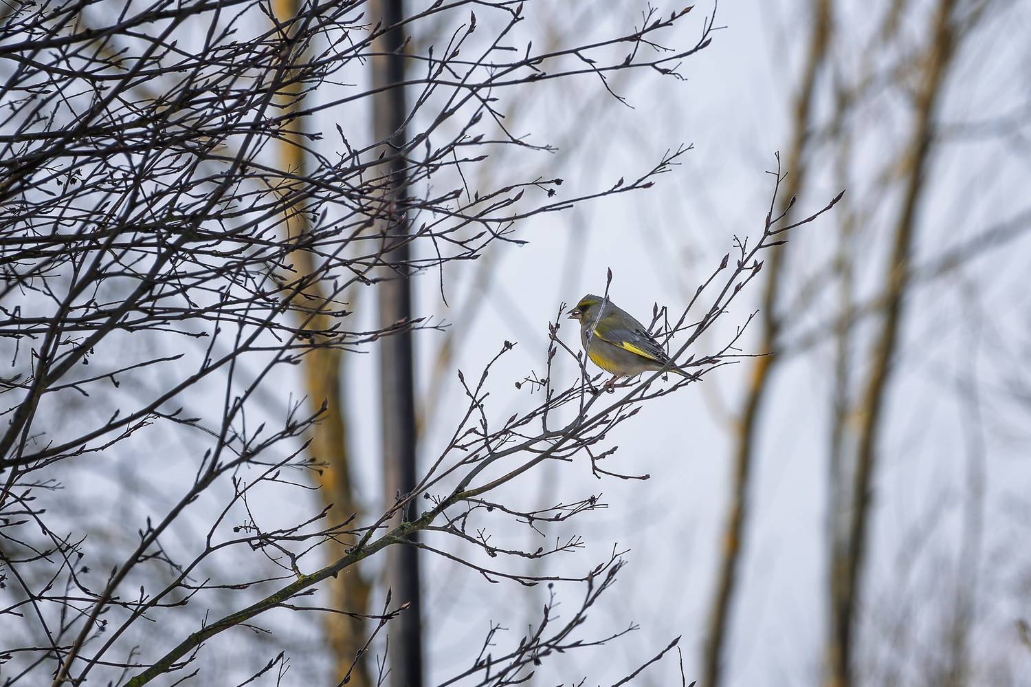, Загруев Михаил
