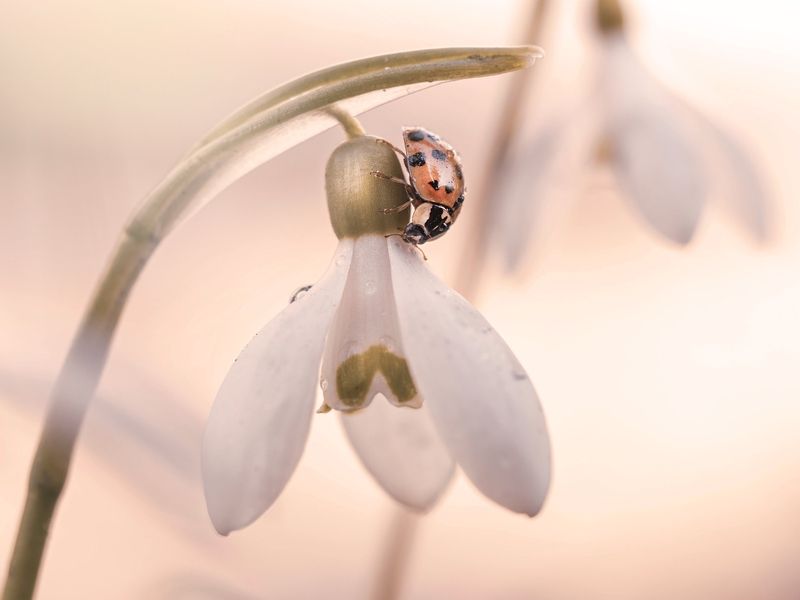 Купаясь в нежности фото превью