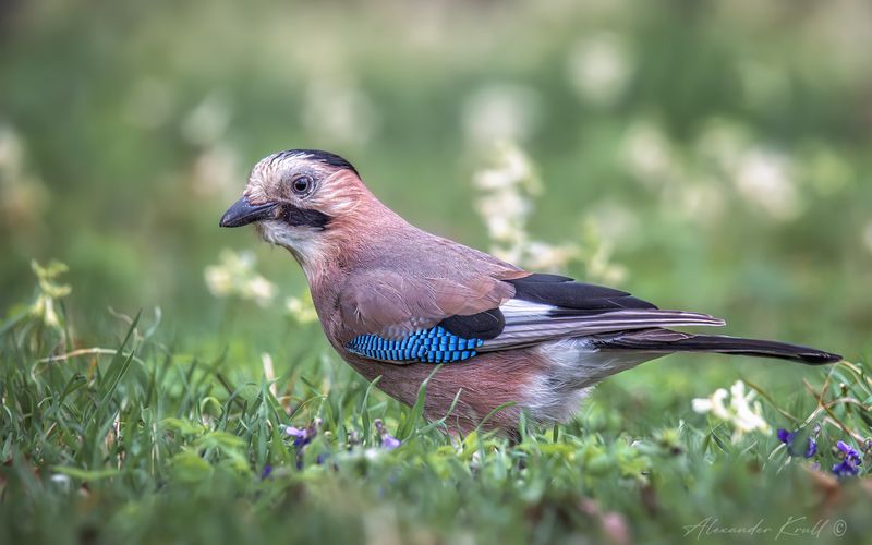 сойка, обыкновенная сойка, garrulus glandarius krynicki В весенней травкеphoto preview
