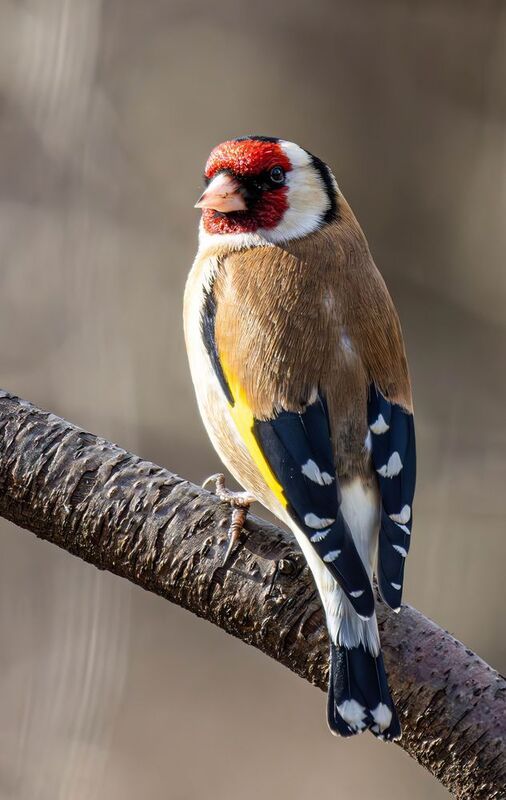 Щегол фото превью
