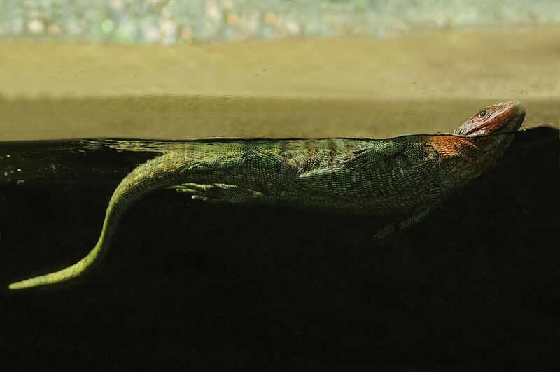 Lézard-caïmanphoto preview