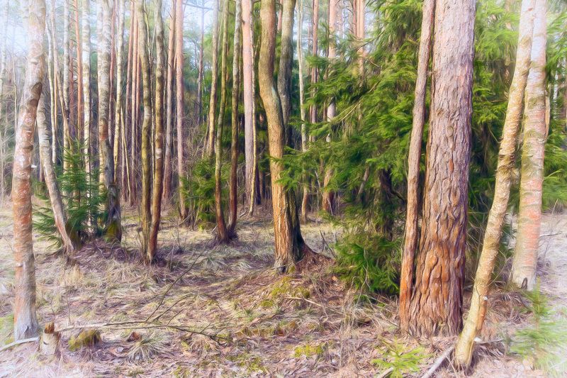 лес, весна, свет В весеннем лесу фото превью