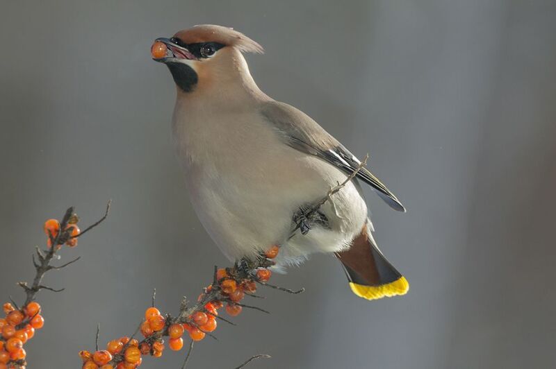 С международным днём птиц!photo preview
