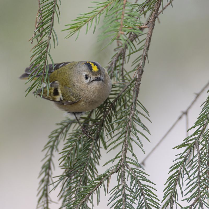 желтоголовый королек, королек Желтоголовый королекphoto preview