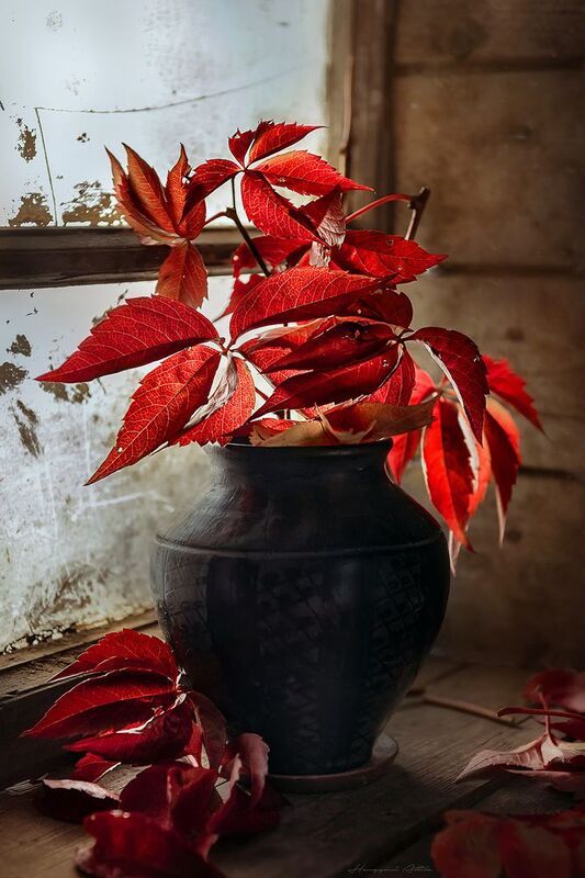 Vörös levelekphoto preview