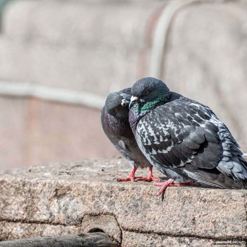 птицы, птицы в городе, голуби, голубиная пара,1 апреля международный день птиц Голубиная пара. С международным днём птиц!photo preview