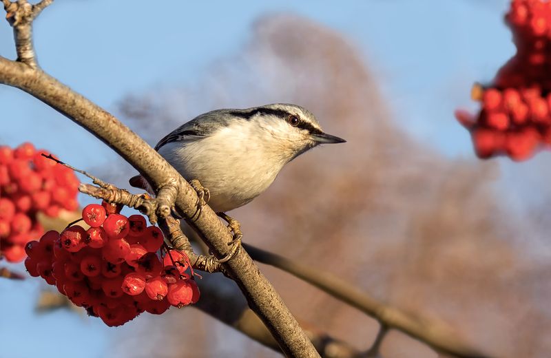 птица, поползень, Поползень (2 ФОТО)photo preview