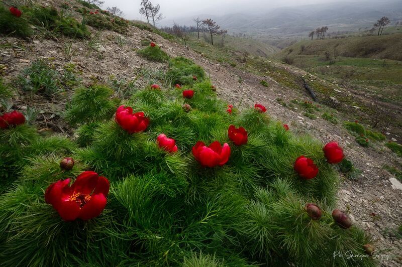 Пионphoto preview