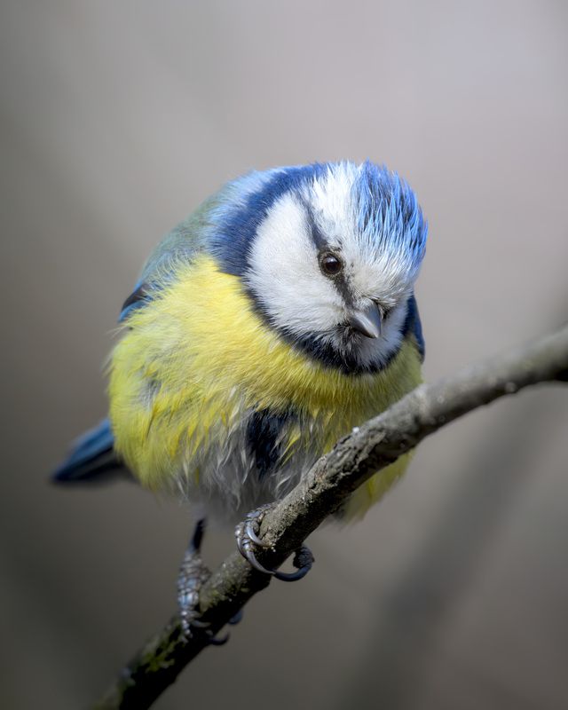 лазоревка, птицы, Москва, лес, природа, весна Лазоревкаphoto preview