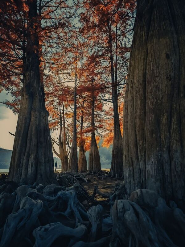 Осеннее утро среди кипарисовphoto preview