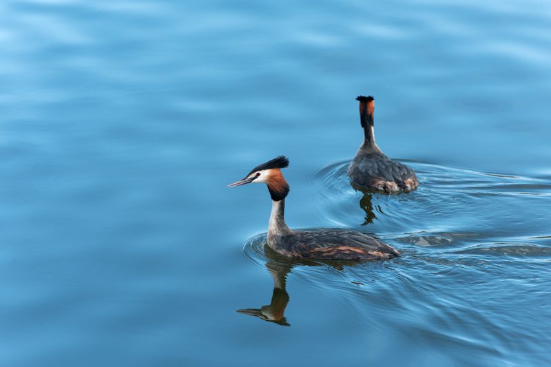 большая поганка, чомга, podiceps cristatus, great crested grebe Нарушители спокойствияphoto preview